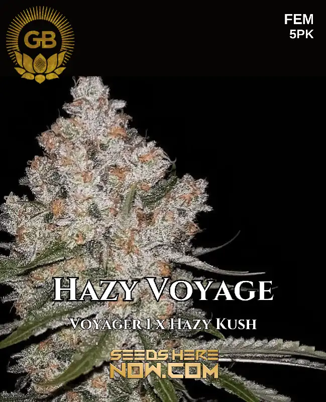 Feminized Hazy Voyage cannabis seeds by Green Bodhi Genetics, featuring Voyager 1 and Hazy Kush lineage
