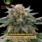 Head Band (Autoflower) - Automatically Delicious