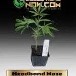 Headband Haze Clones - ACC
