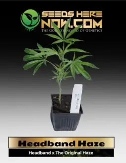 Headband Haze Clones featuring citrus, pine, and earthy aromas