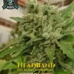 Headband S1 (Feminized) - Elite Clone Seed Company