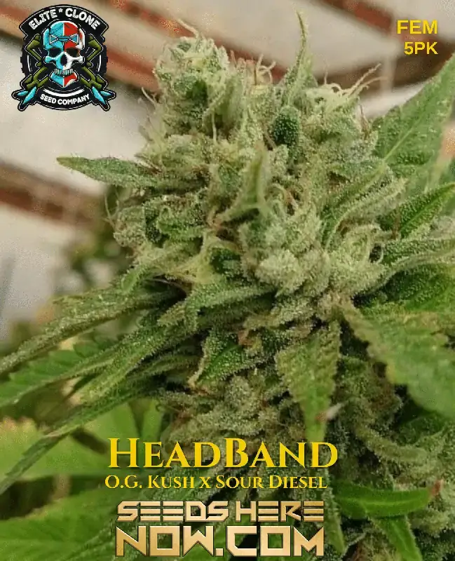 Headband S1 Feminized Seeds - A Balance of OG Kush and Sour Diesel Genetics