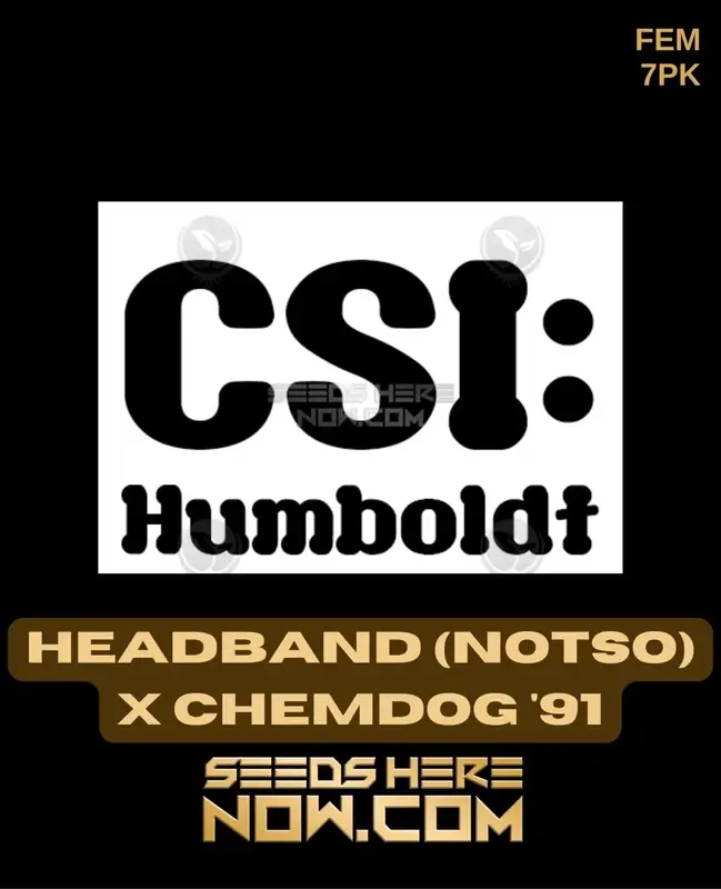 Image of Headband x Chemdog '91 Feminized Seeds packaging