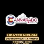 Heater Melon (Regular) - Cannarado Genetics
