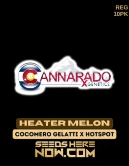 Heater Melon Regular Seeds (space) Hybrid Strain by Cannarado Genetics