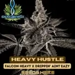 Heavy Hustle (Feminized) - Exotic Genetix