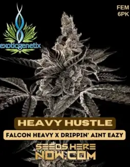Heavy Hustle feminized cannabis seeds by Exotic Genetix, featuring dense buds and rich terpene profile