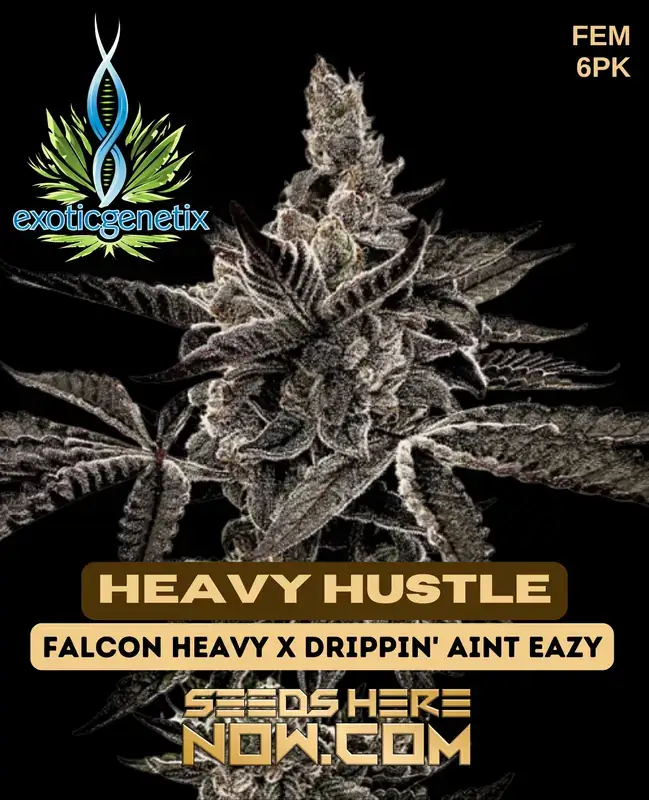 Heavy Hustle feminized cannabis seeds by Exotic Genetix, featuring dense buds and rich terpene profile