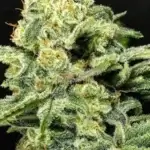 Helena + Chemdog x C99 (Regular) - Dominion Seed Company