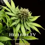 Hellfire FV (Feminized) - TurboFlora Genetics