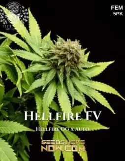 Hellfire FV Feminized Seeds (space) High THC Hybrid Strain by TurboFlora Genetics