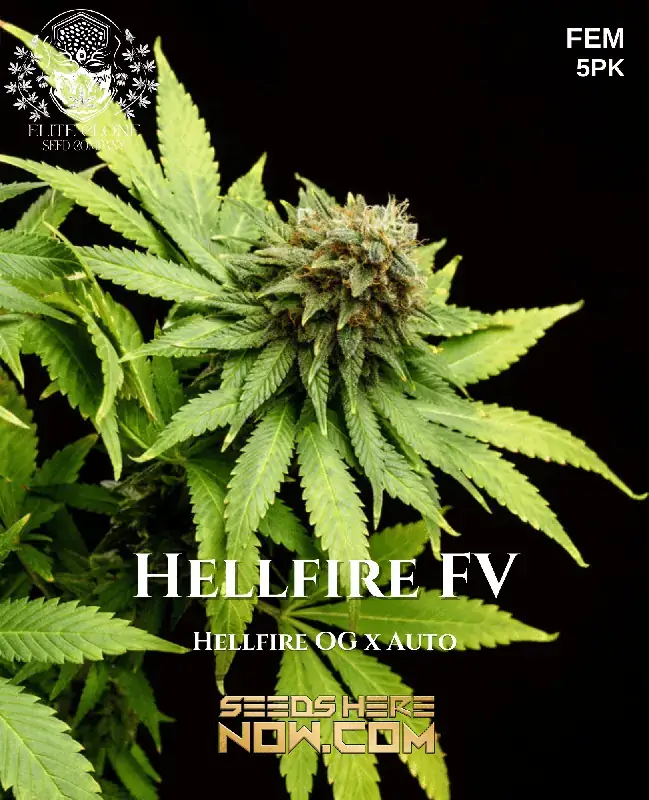 Hellfire FV Feminized Seeds - High THC Hybrid Strain by TurboFlora Genetics
