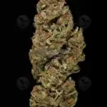 Hell's Fire (Regular) - Crockett Family Farms