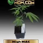 High Mac Clones - ACC