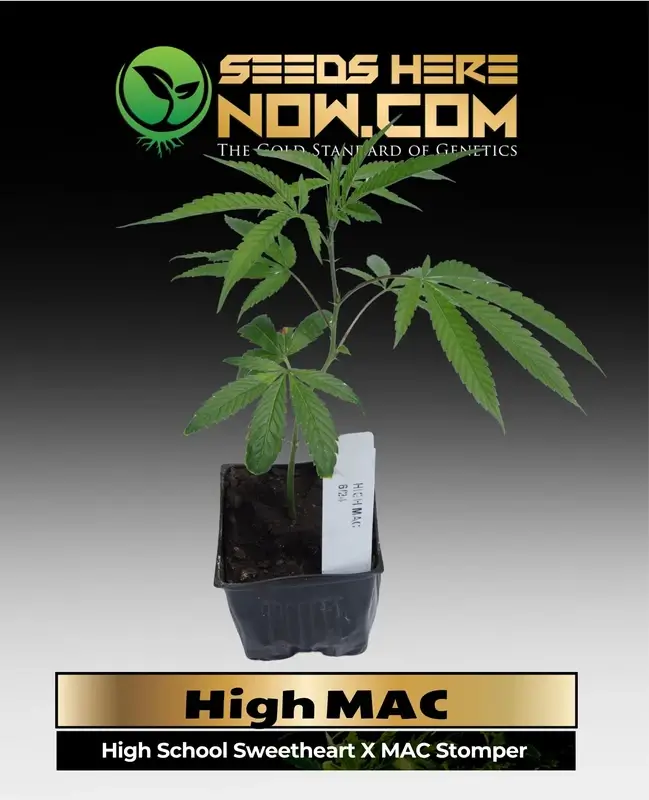 High Mac Clones rooted in a 3.5-inch soil pot, ready for cultivation