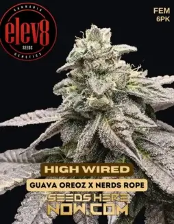 High Wired Feminized Seeds (space) Citrus and Pine Aroma
