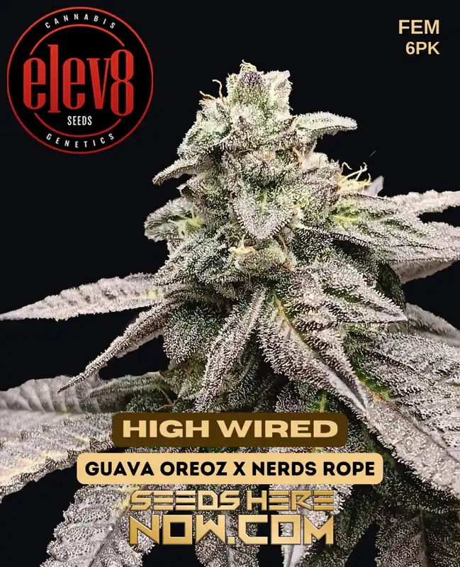 High Wired Feminized Seeds - Citrus and Pine Aroma