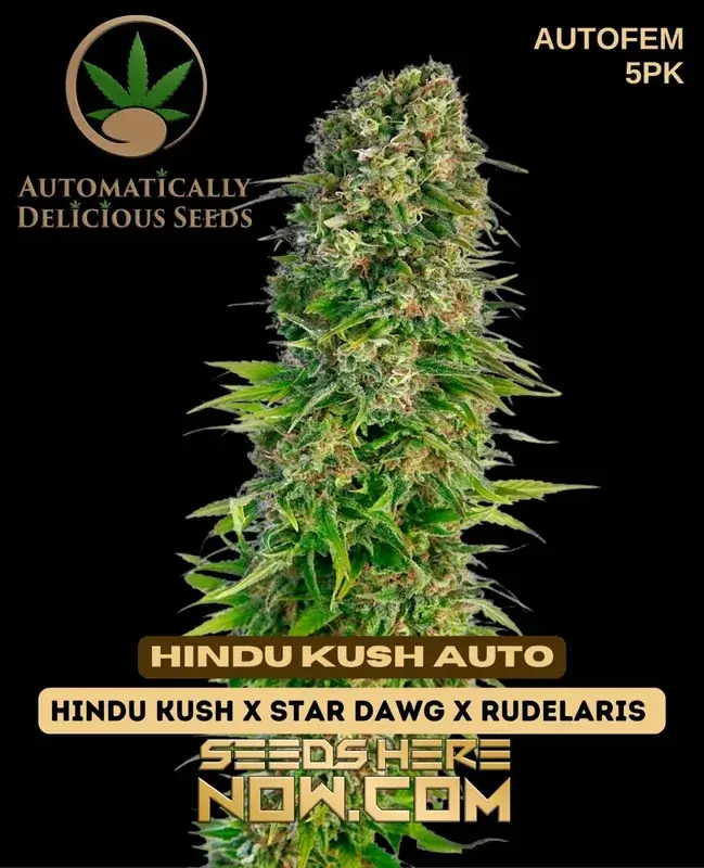 Hindu Kush Auto Cannabis Seeds - Earthy, Pine, Citrus Flavors