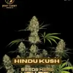 Hindu Kush (Regular) - Best Coast Genetics