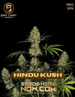 Hindu Kush cannabis seeds by Best Coast Genetics featuring 18(space)22% THC, earthy and woody aroma, perfect for evening relaxation.
