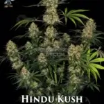 Hindu Kush S1 (Feminized) - Dr. Blaze