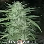 Hindu Wreck (Autoflower) - Automatically Delicious