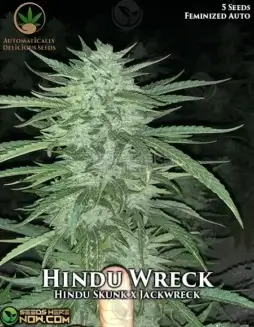 Hindu Wreck cannabis seeds, a sativa(space)dominant hybrid of Hindu Skunk and Jackwreck with earthy and spicy aroma