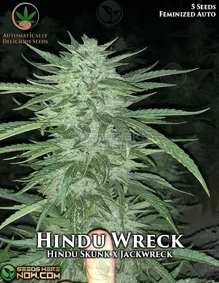 Hindu Wreck cannabis seeds, a sativa-dominant hybrid of Hindu Skunk and Jackwreck with earthy and spicy aroma