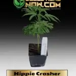 Hippie Crasher Clones - ACC