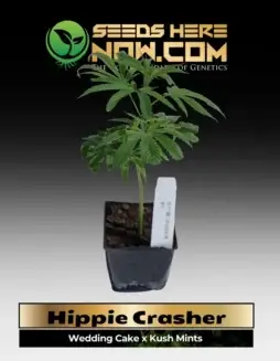 Hippie Crasher Clones hybrid cannabis plant