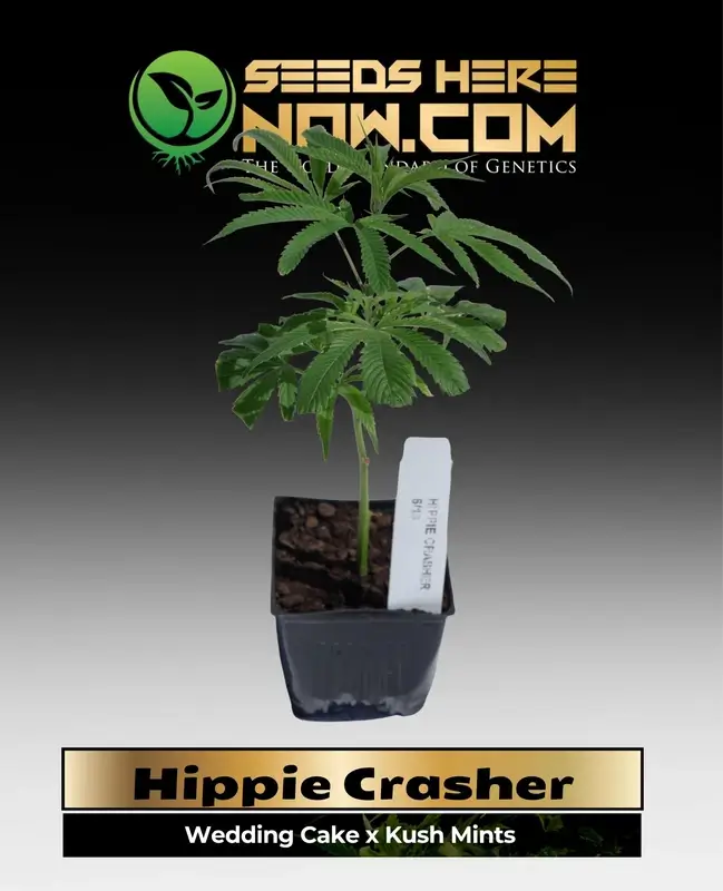 Hippie Crasher Clones hybrid cannabis plant
