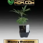 Honey Banana Clones - ACC