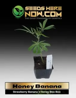 Honey Banana Cannabis Clones in natural setting, displaying vibrant green leaves and robust growth.