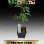 Honey Tree Clones - ACC