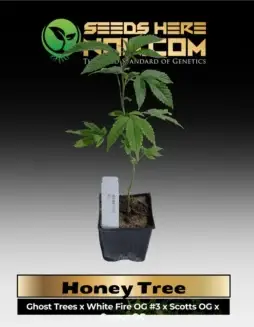 Honey Tree Clones (space) ACC, featuring genetics from Ghost Trees, White Fire OG #3, Scotts OG, and Casper OG