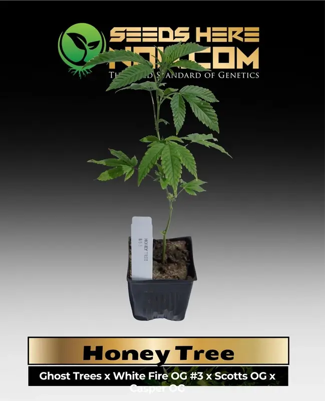 Honey Tree Clones - ACC, featuring genetics from Ghost Trees, White Fire OG #3, Scotts OG, and Casper OG