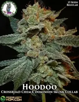 Hoodoo Regular Seeds (space) Crossroad Chem x Dominion Skunk Hybrid