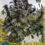 Hopar Valley, Selection #1 (Regular) - Indian Landrace Exchange