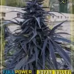 Hopar Valley, Selection #2 (Regular) - Indian Landrace Exchange