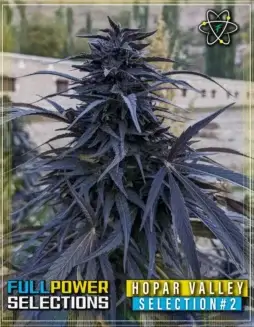 Hopar Valley, Selection #2 regular cannabis seeds by Indian Landrace Exchange, featuring earthy, citrus, and pine flavors