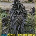 Hopar Valley, Selection #3 (Regular) - Indian Landrace Exchange