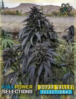 Hopar Valley Selection #3 cannabis seeds by Indian Landrace Exchange featuring earthy, pine, and citrus aromas