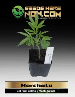 Horchata Clones Cannabis Plant (space) Hybrid of Jet Fuel Gelato and Mochi Gelato
