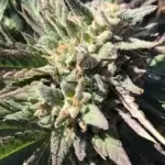 Horchataz (Regular) - Green Fire Genetics