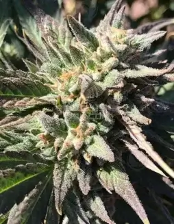 Horchataz cannabis seeds by Green Fire Genetics, featuring Gelato #33, 91' Hollywood Pure Kush, and ZOZ BX Zkittlez