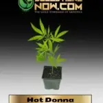 Hot Donna Clones - ACC