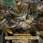 Hotcakes (Regular) - Katsu Seeds