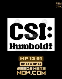 HP 13 S1 Cannabis Seeds (space) Feminized, Indica(space)dominant with Aromas of Pine and Citrus