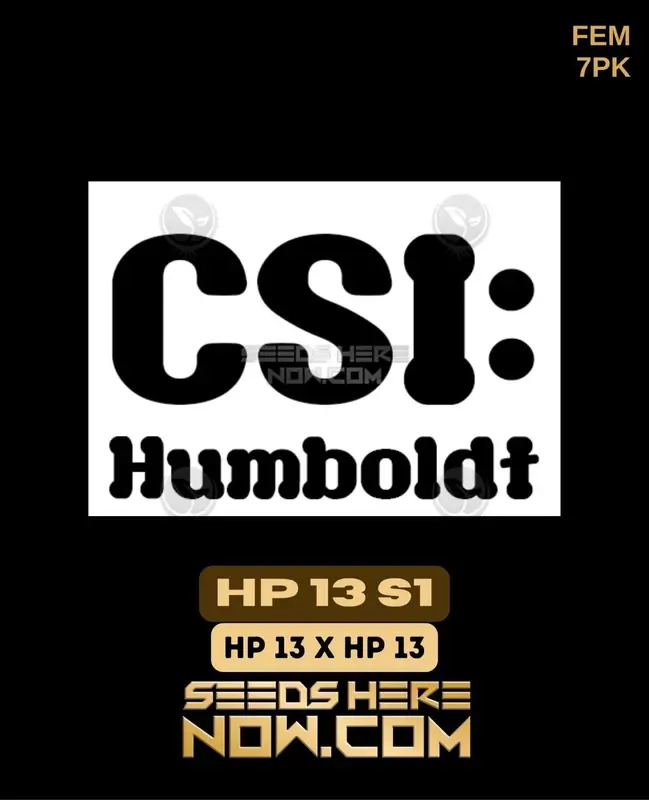 HP 13 S1 Cannabis Seeds - Feminized, Indica-dominant with Aromas of Pine and Citrus