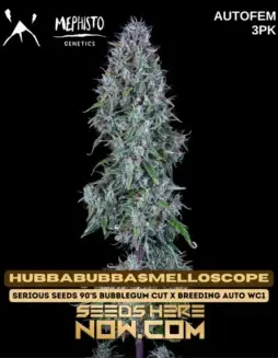 Image of Hubbabubbasmelloscope cannabis seeds by Mephisto Genetics